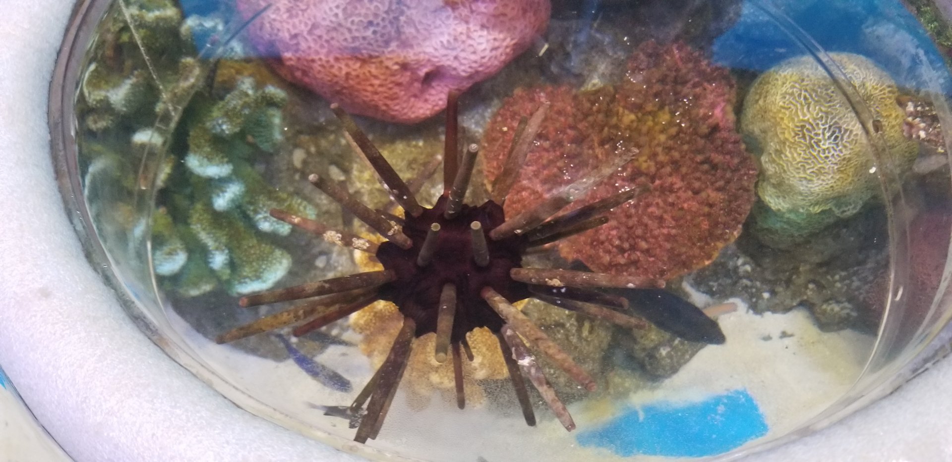 Slate Pencil Urchin