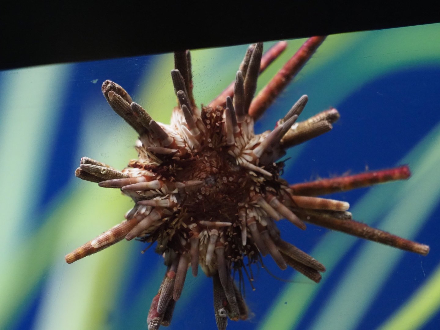 Slate-Pencil Urchin