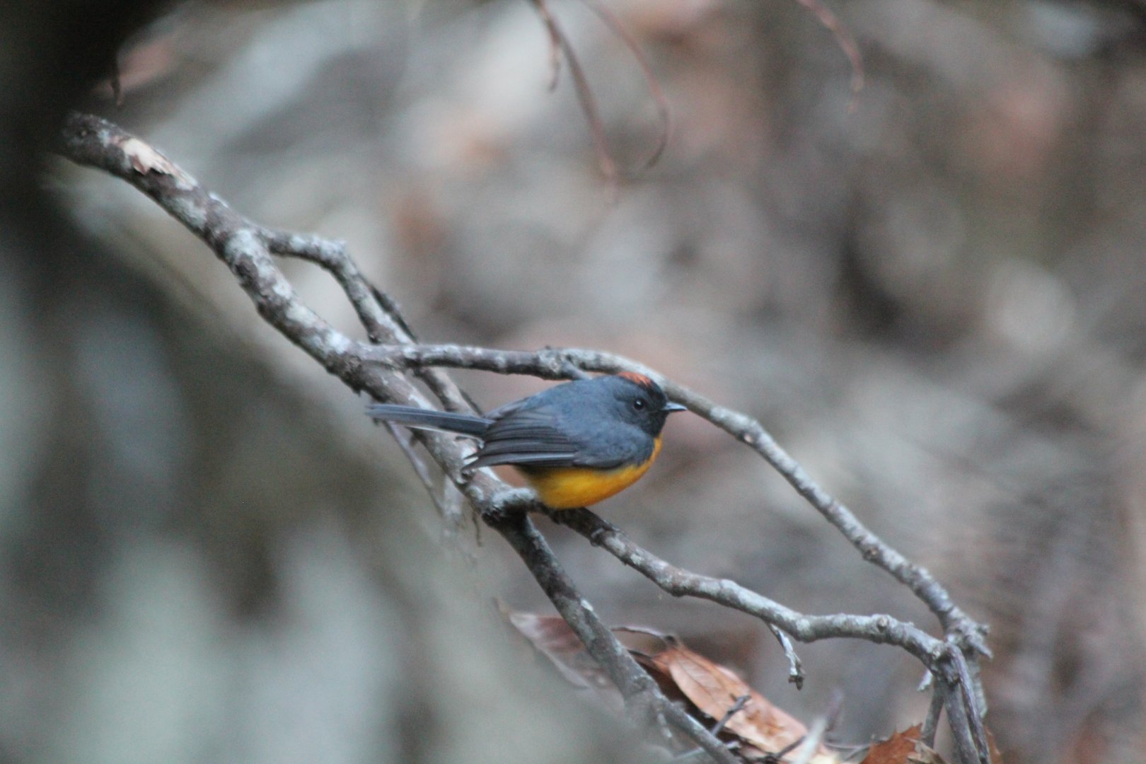 Slate-throated Redstart - Mar 2019