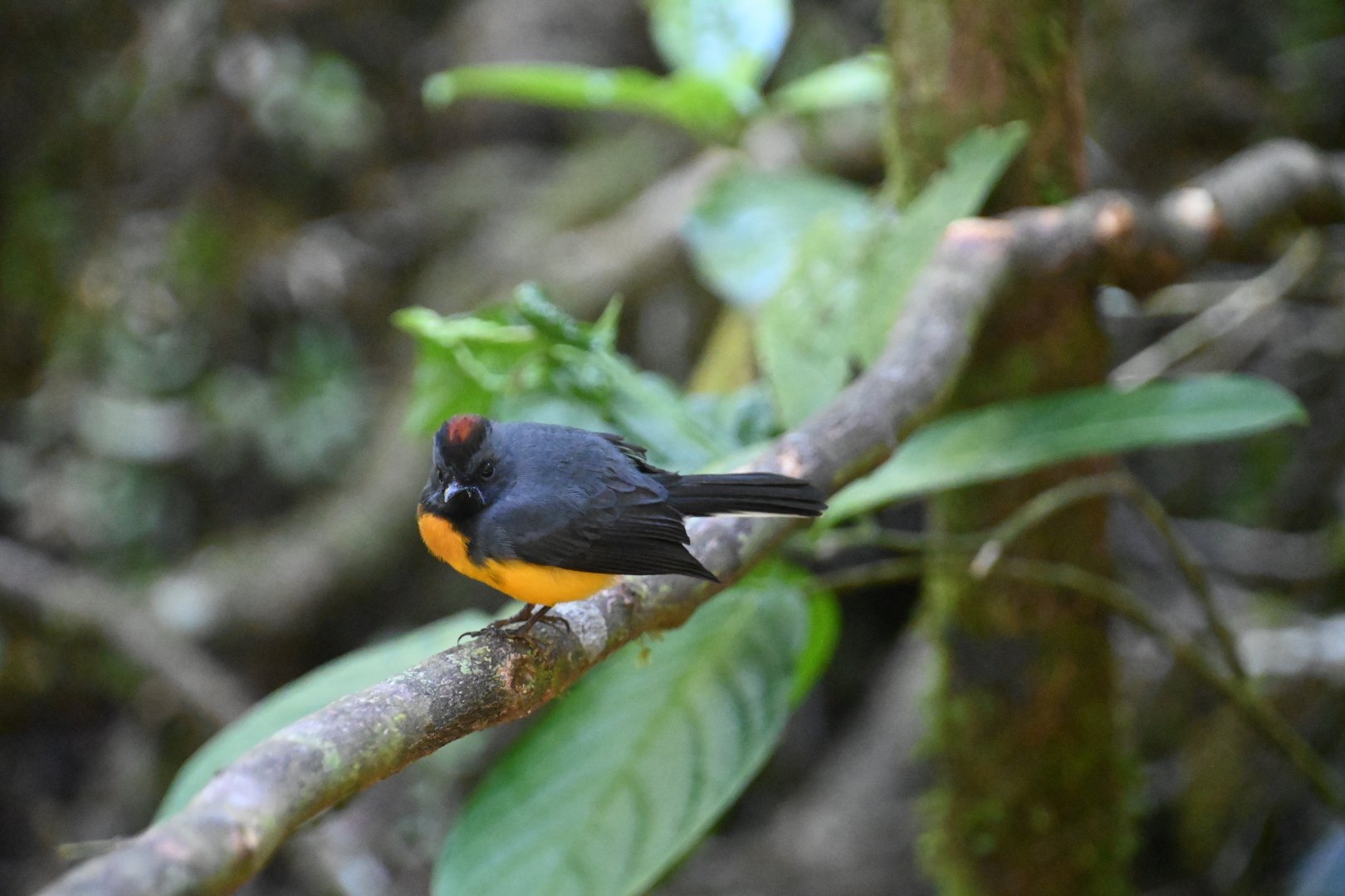 Slate-throated redstart (Myioborus miniatus)