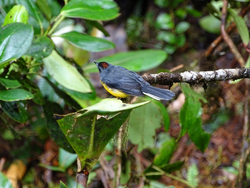 Slate-throated redstart