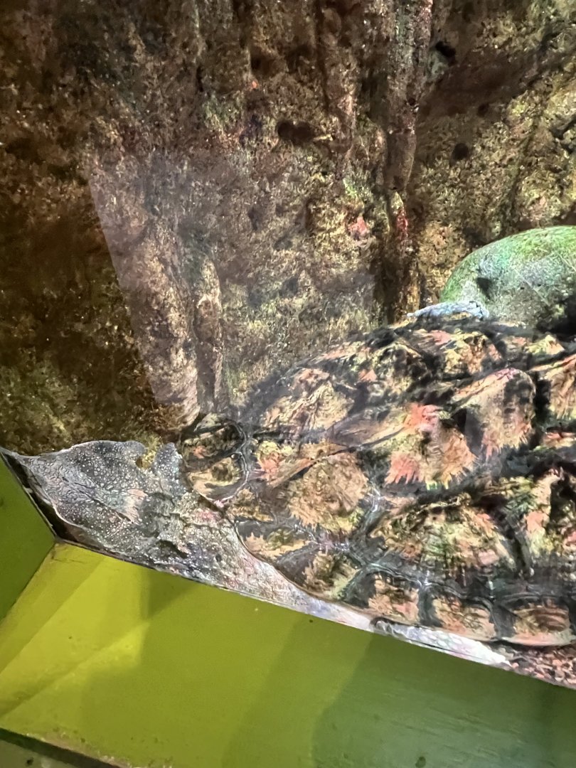 Slater the mata mata turtle