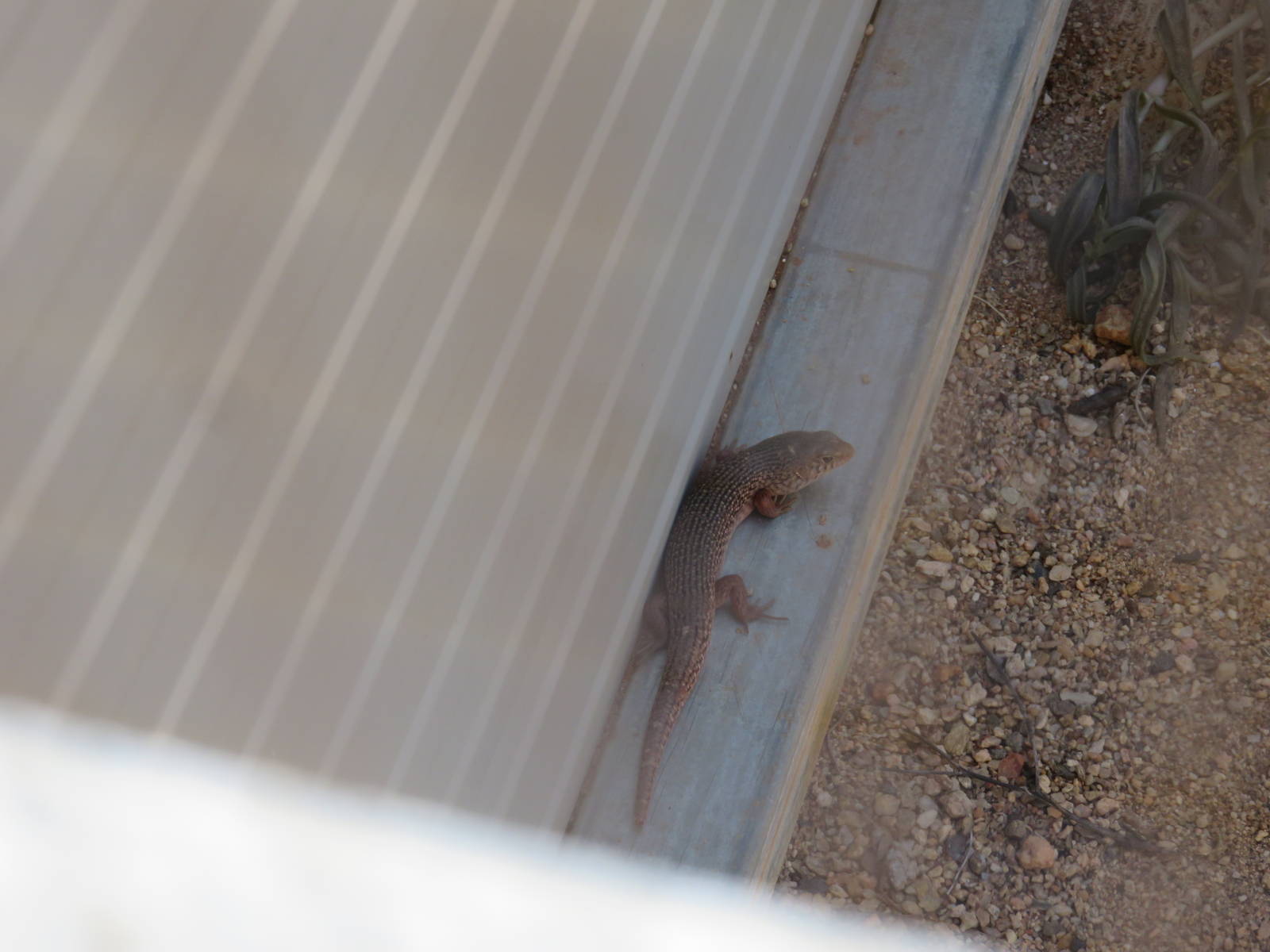 Slater's Skink, Alice Springs Desert Park