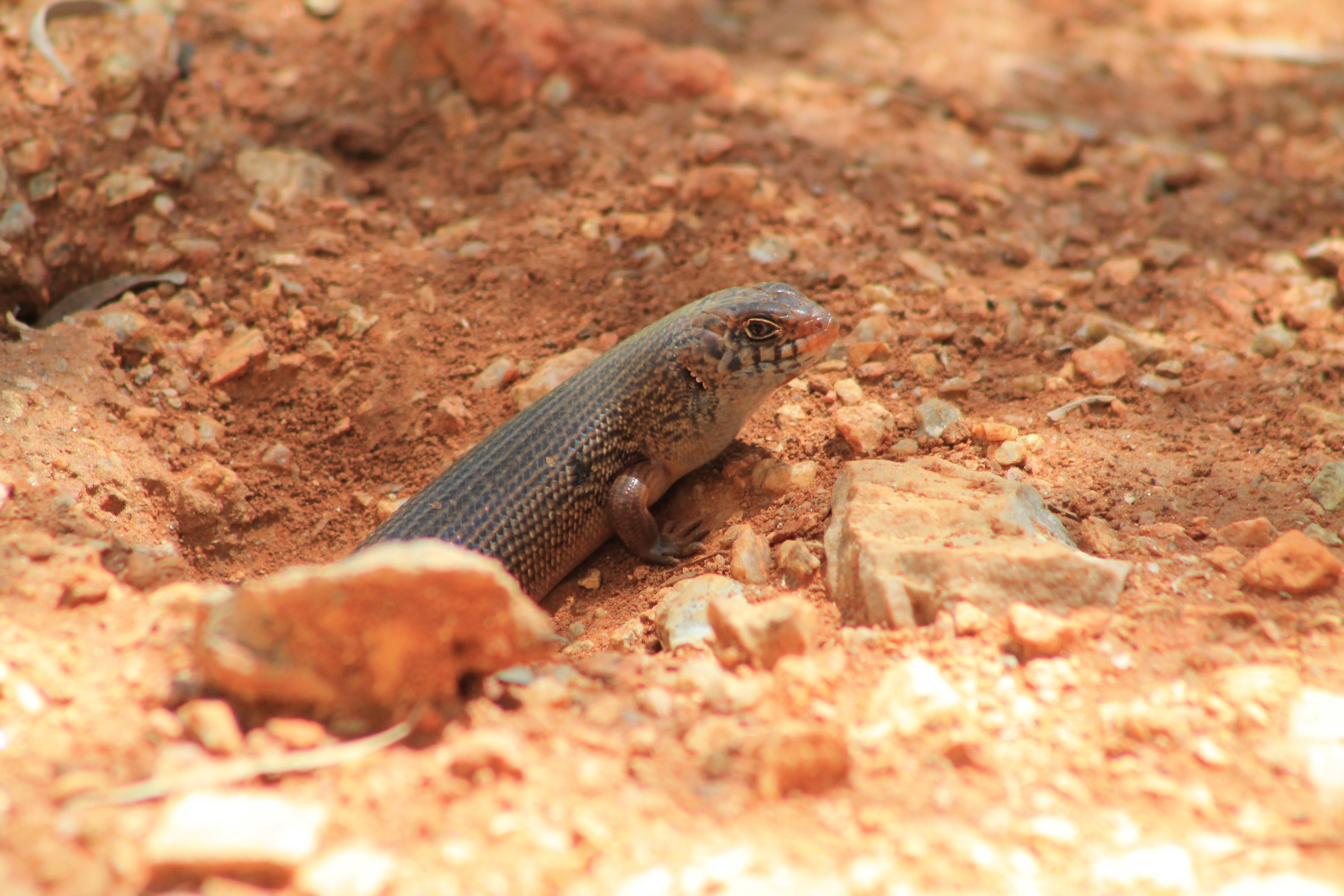Slater's Skink (Liopholis slateri)