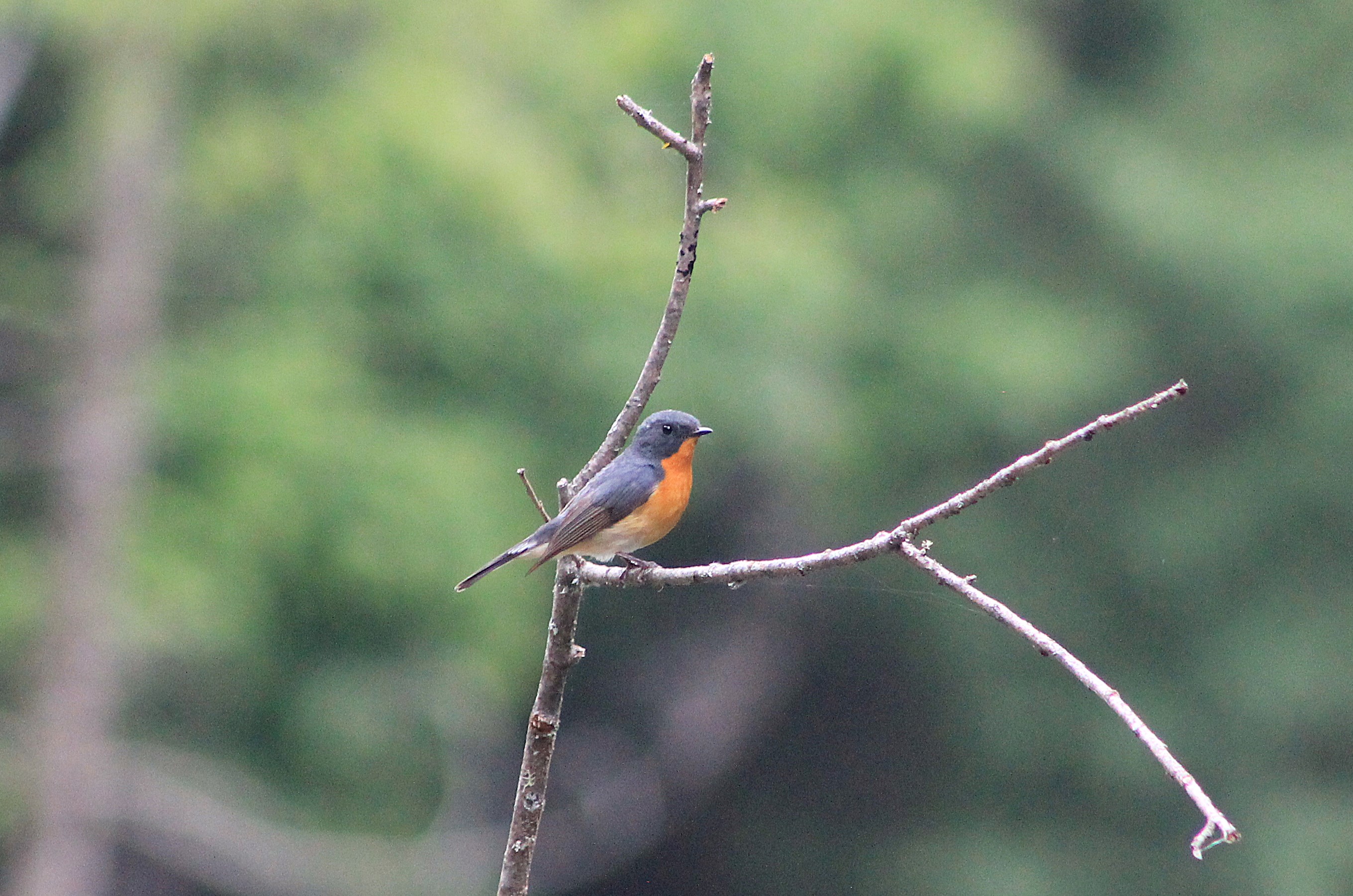 Slaty-backed Flycatcher (Ficedula erithacus)