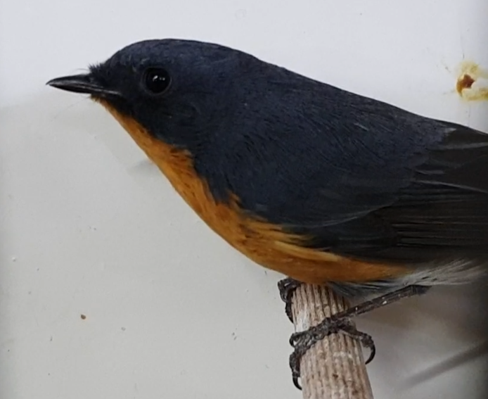 Slaty-backed flycatcher - male