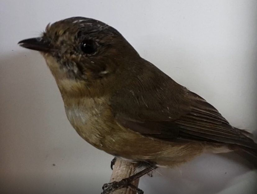 Slaty-backed flycatcher