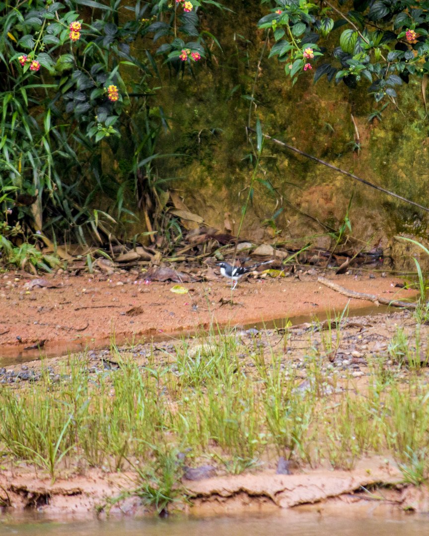 Slaty-backed forktail, Enicurus schistaceus