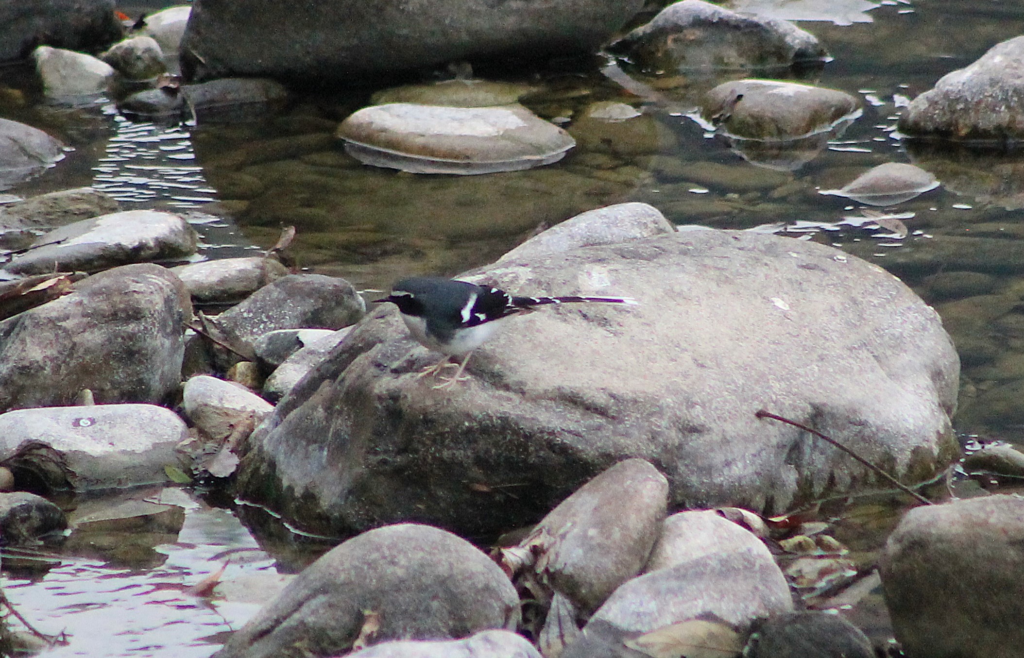 Slaty-backed Forktail (Enicurus schistaceus)