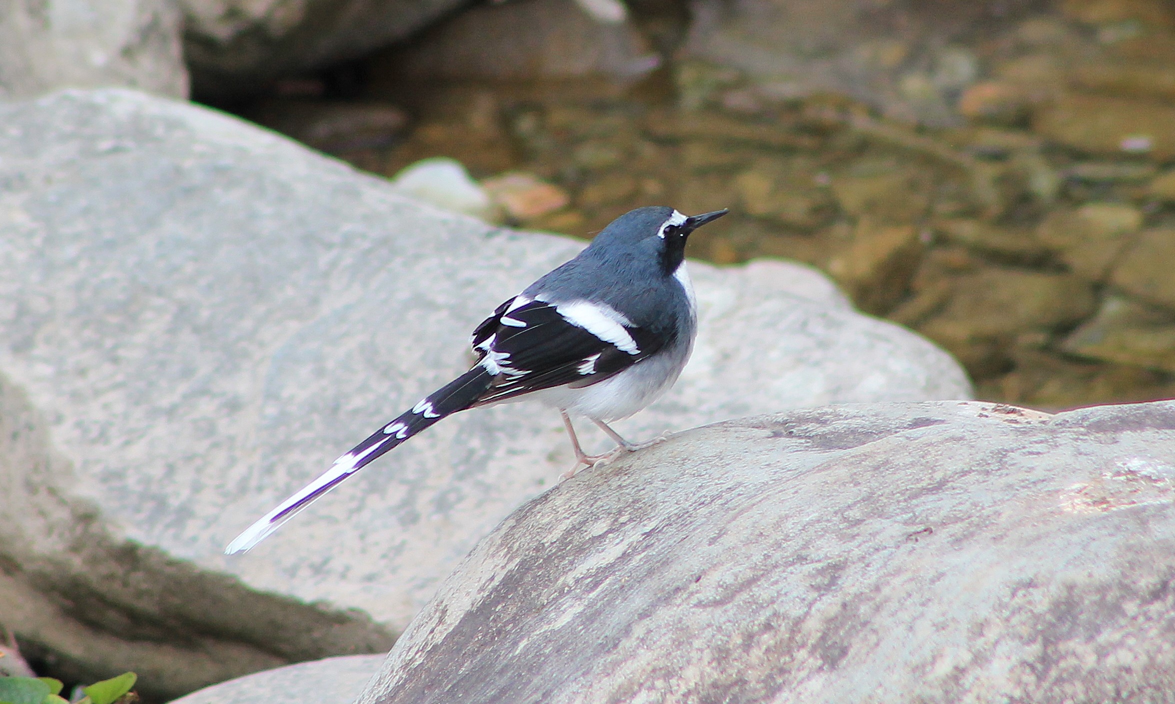 Slaty-backed Forktail (Enicurus schistaceus)