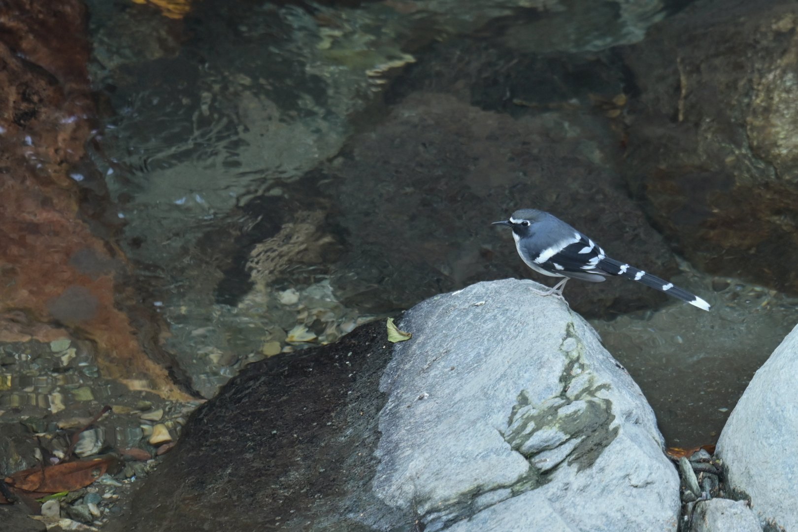 Slaty-backed Forktail Enicurus schistaceus