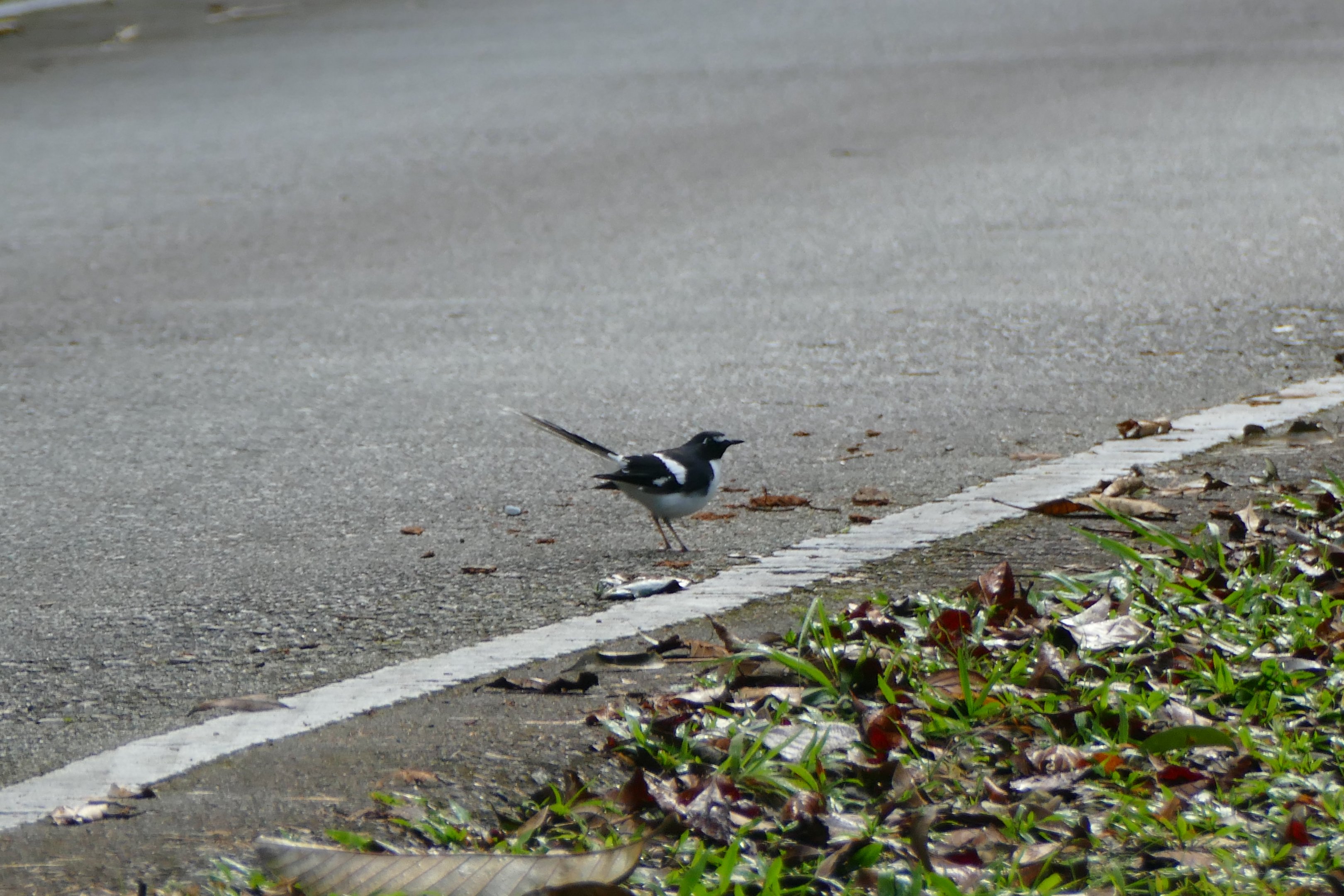 Slaty-backed Forktail - Fraser's Hill