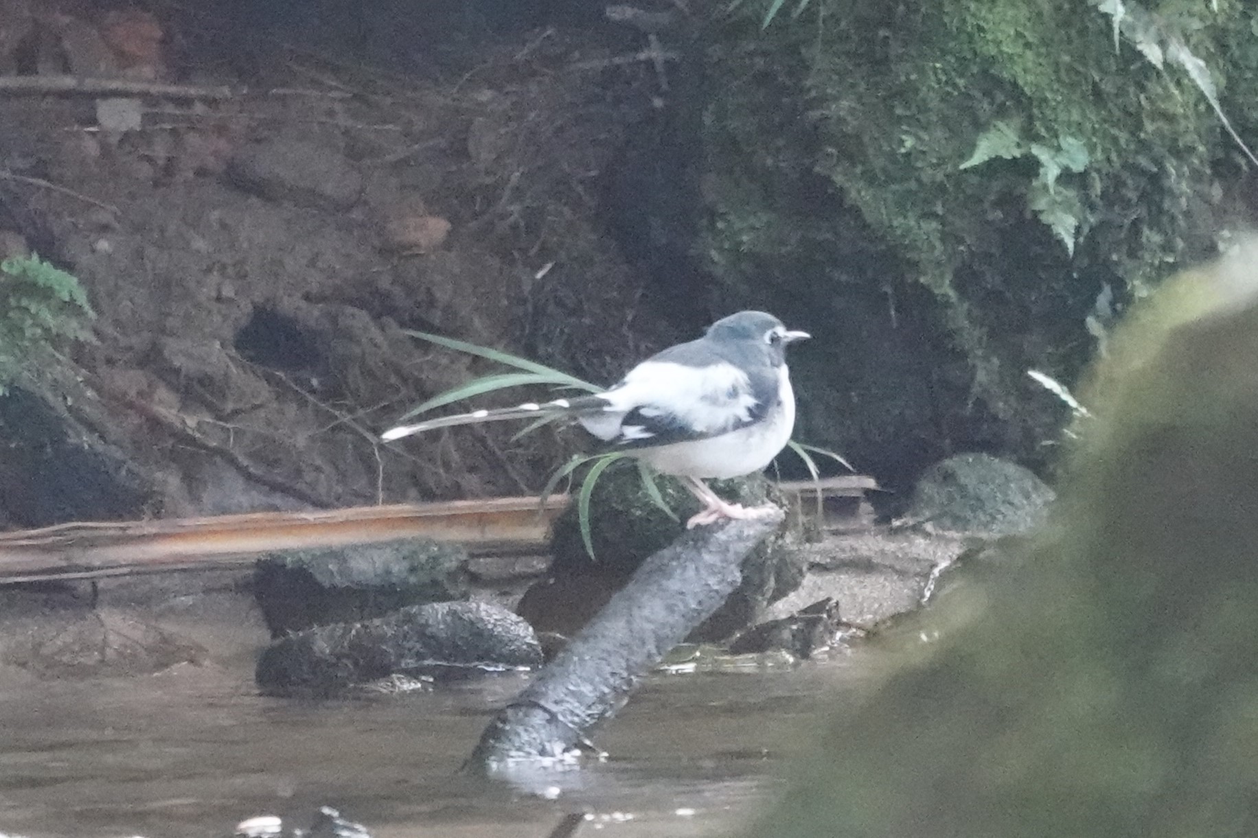 Slaty-backed Forktail