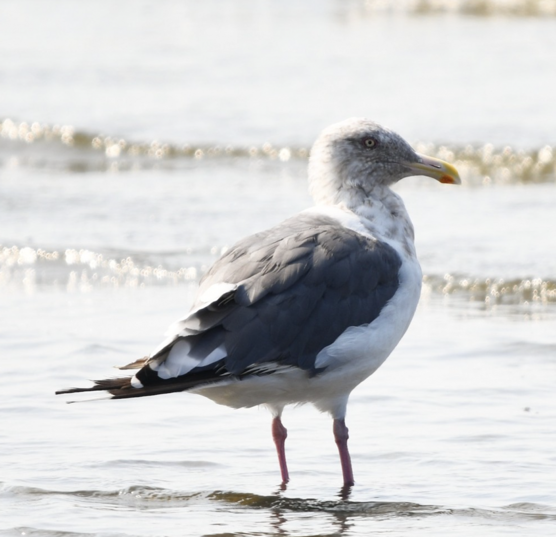 Slaty Backed Gull ~ Funabashi Sanbanze Seaside Park