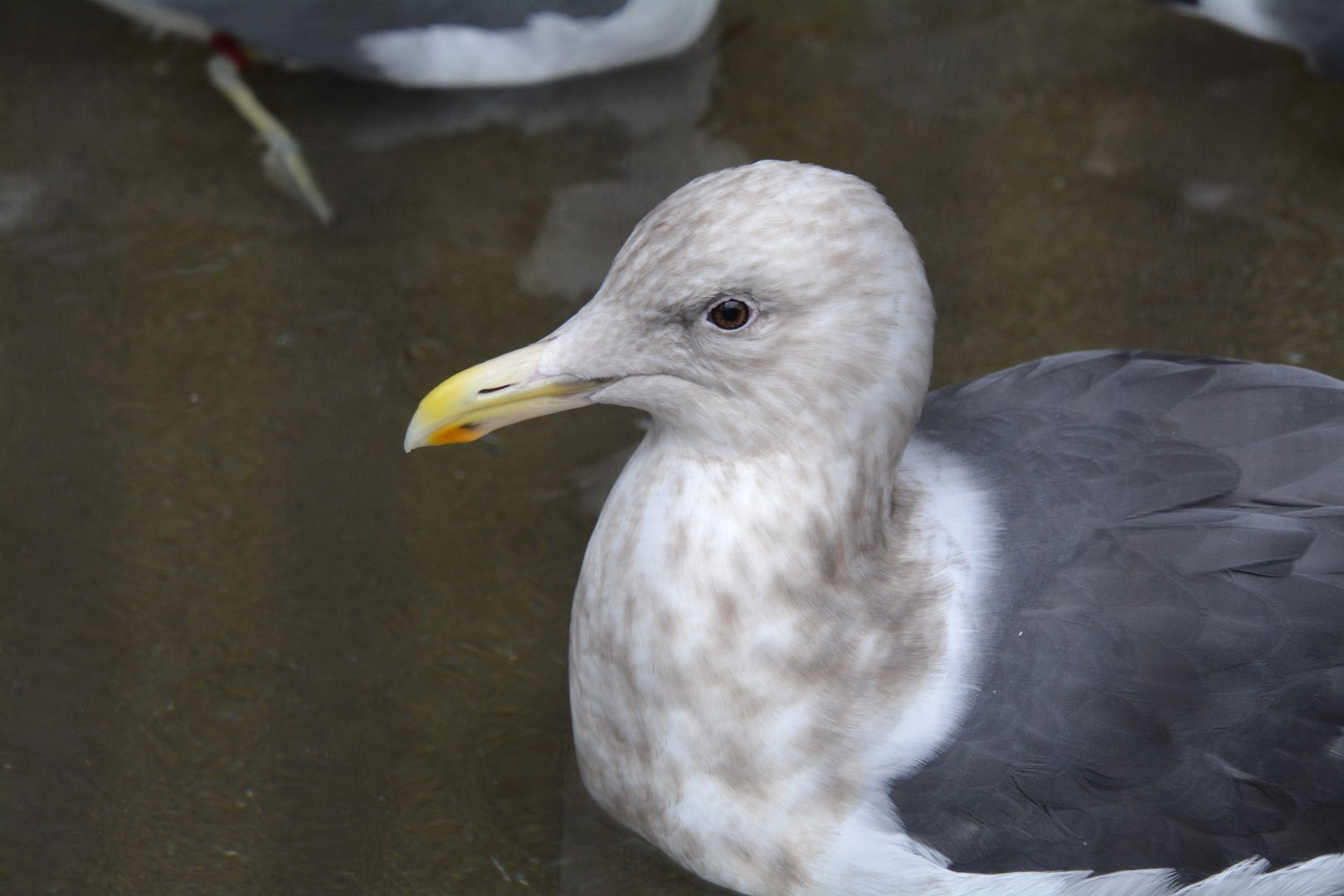 Slaty-backed gull (Larus schistisagus)