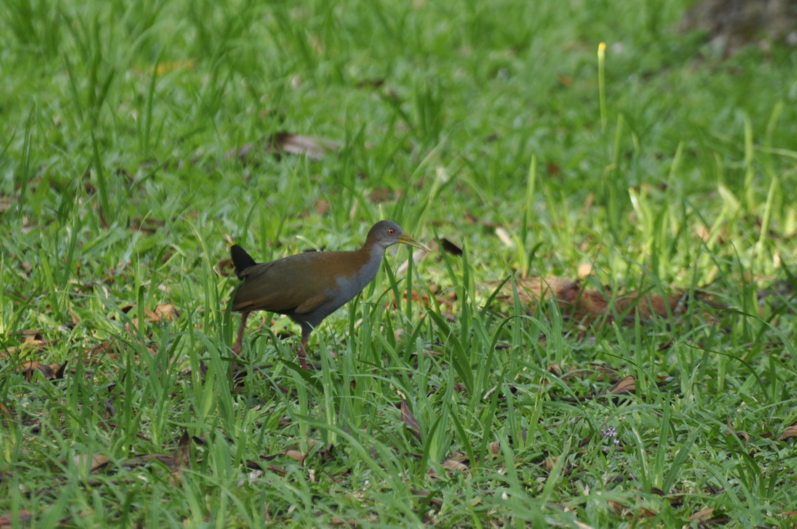 Slaty-breasted Wood-Rail Aramides saracura
