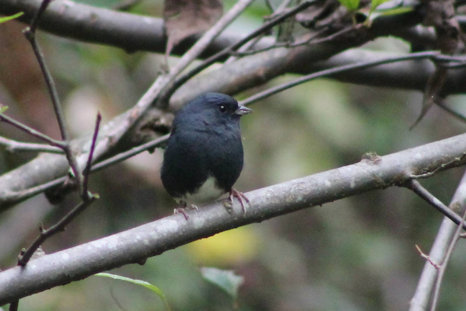 Slaty bunting (Latoucheornis siemsseni)