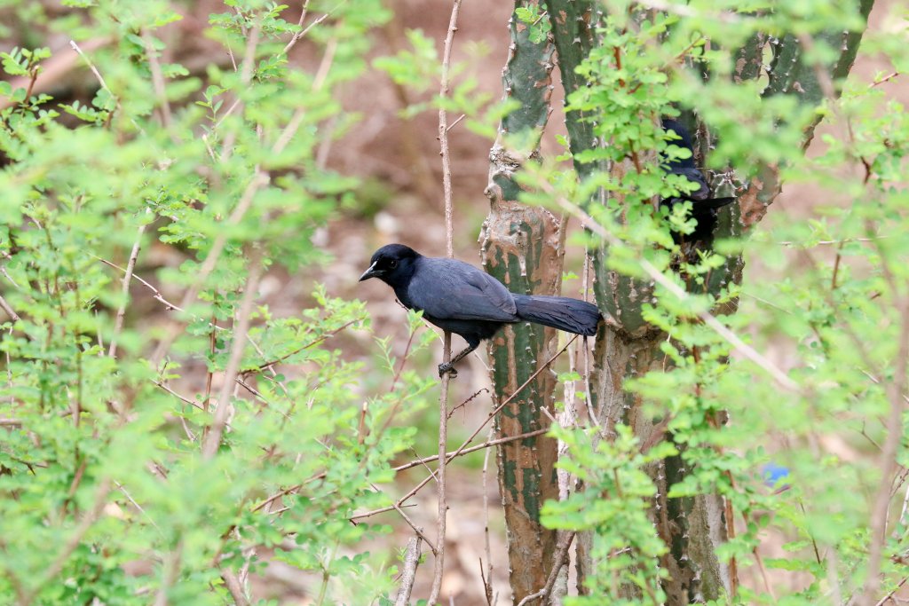 Slaty-coloured Boubou