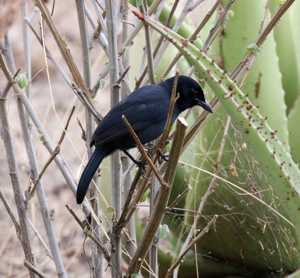 Slaty-coloured Boubou