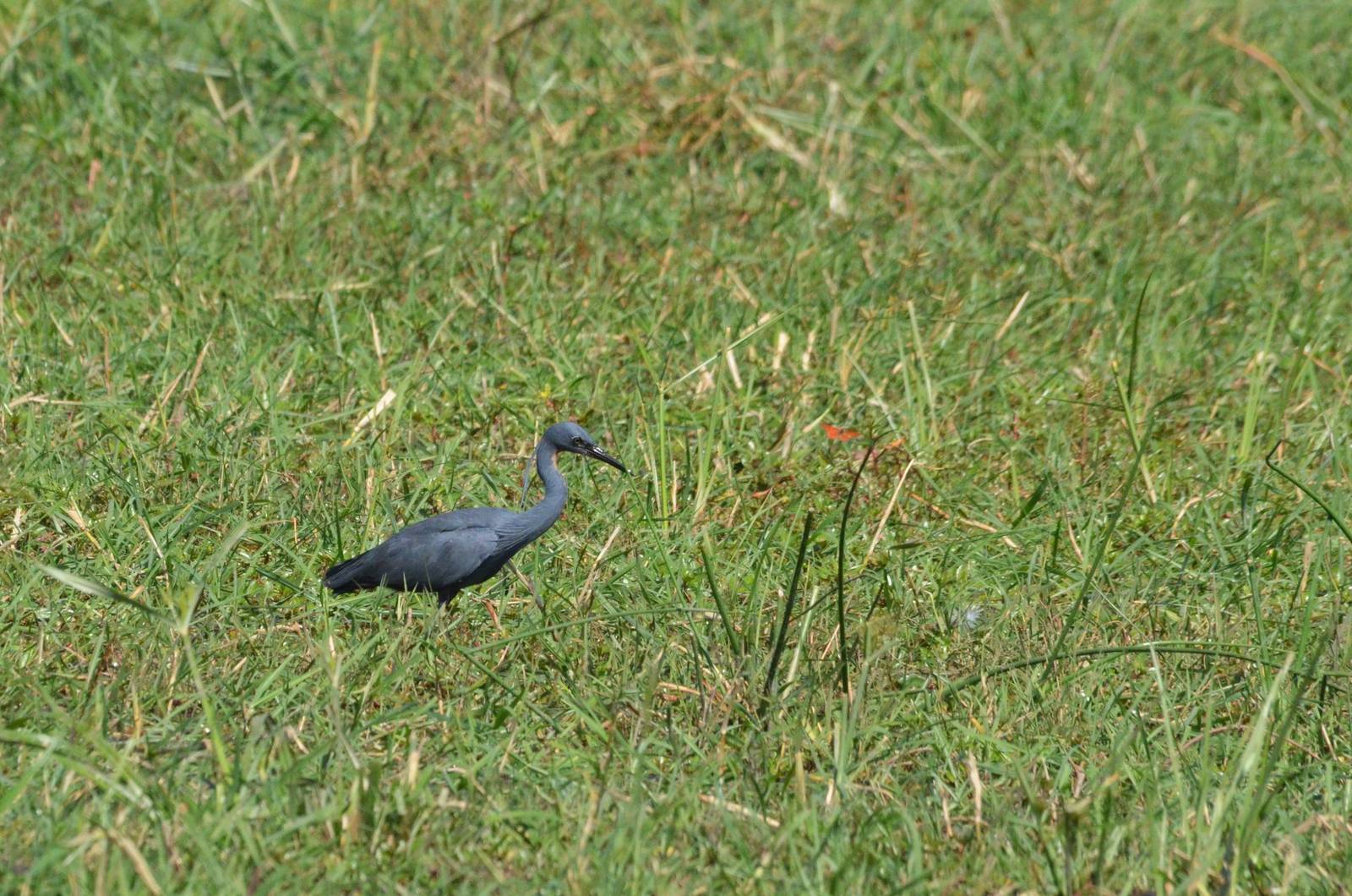 Slaty Egret, Moremi Game Reserve, Botswana, 26/04/16