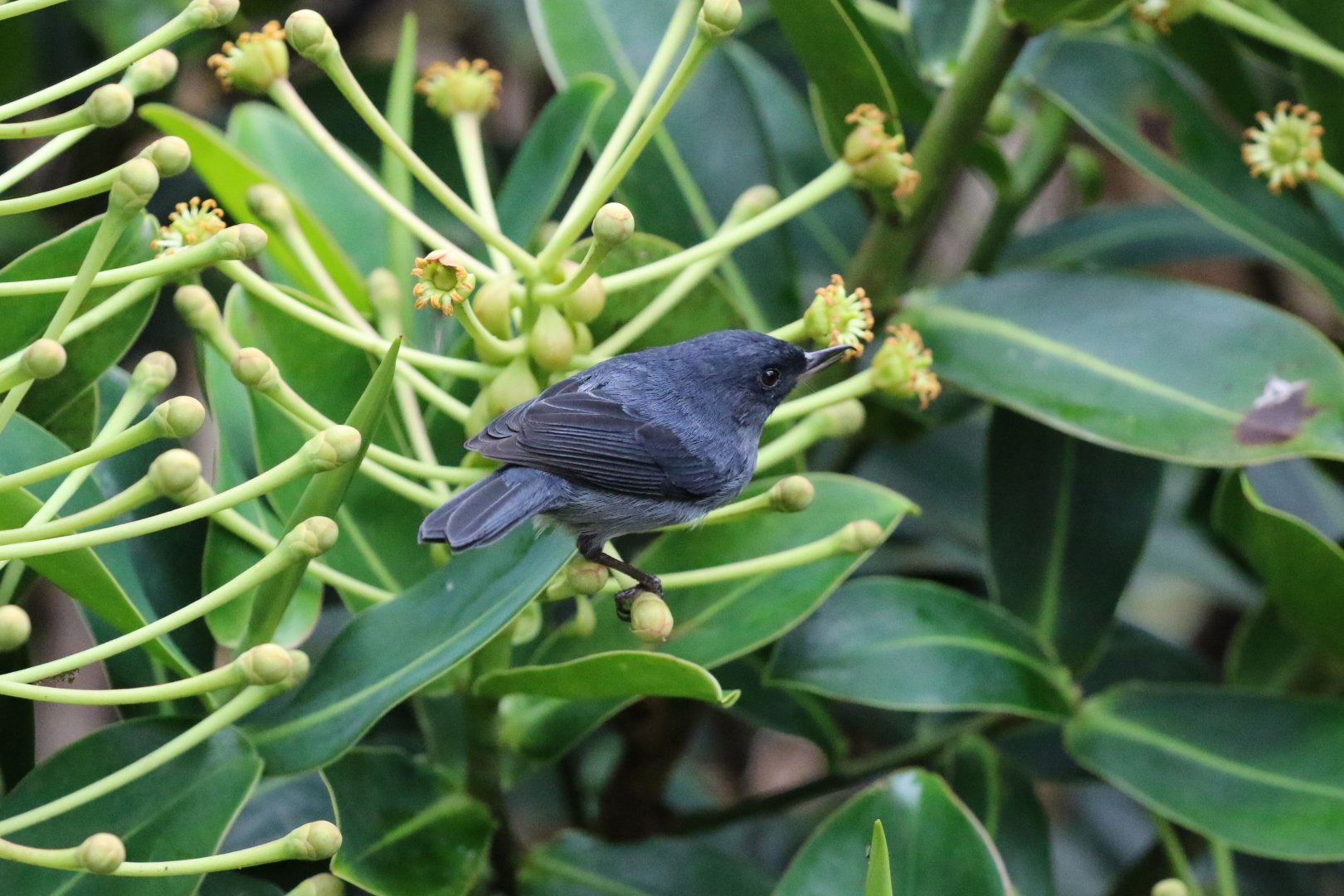 Slaty Flowerpiercer
