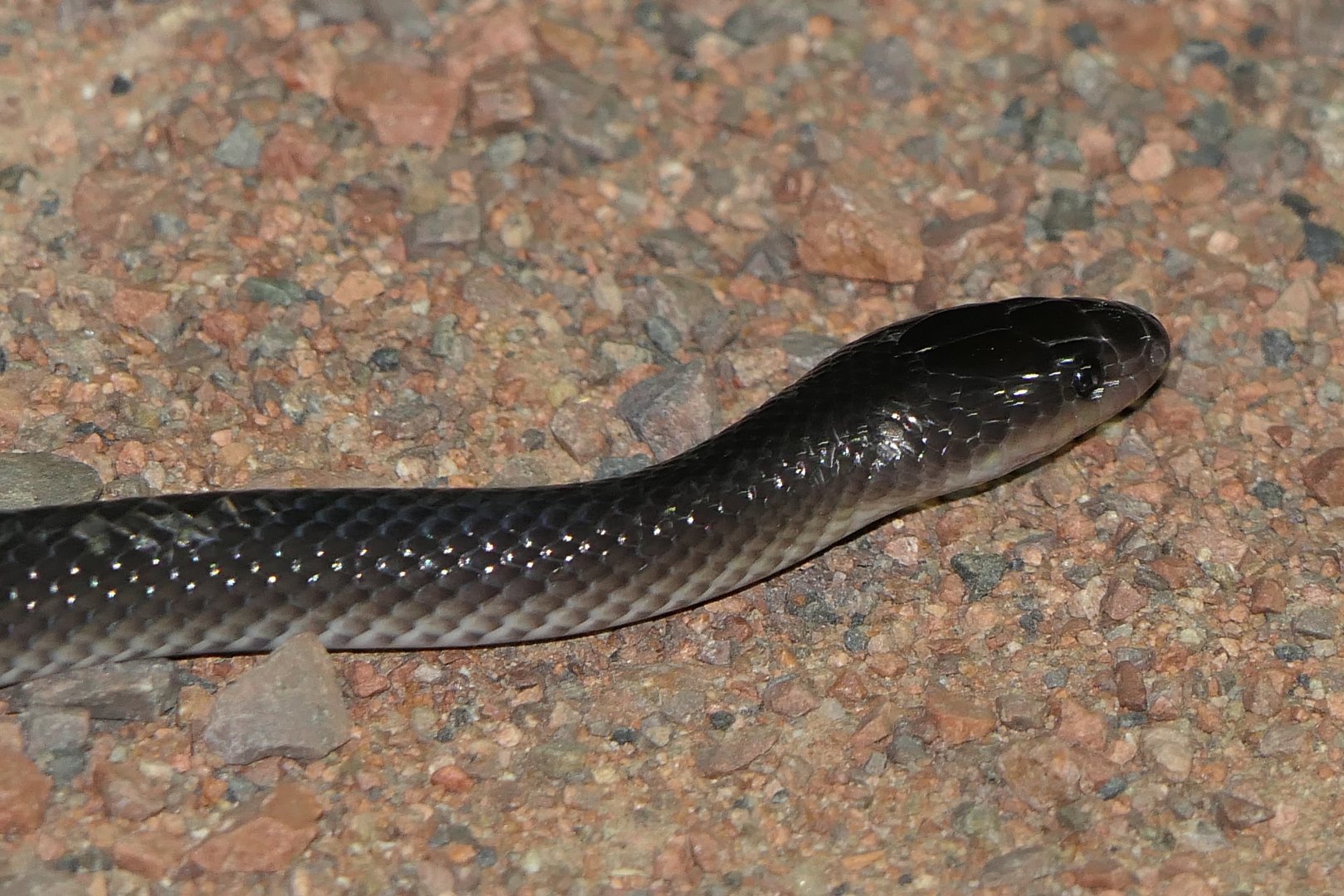 Slaty-grey Snake (Stegonotus australis)