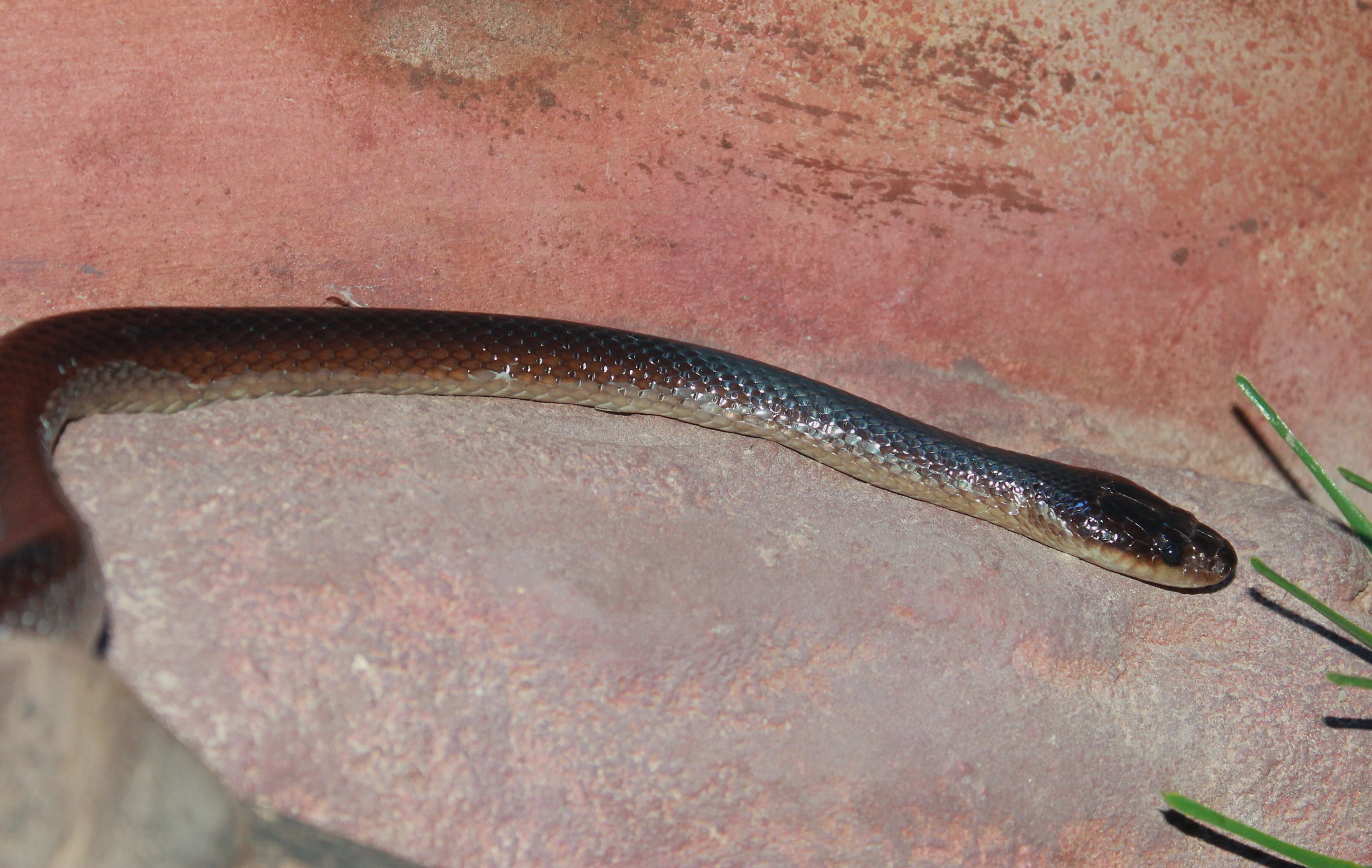 Slaty-Grey Snake (Stegonotus cucullatus)