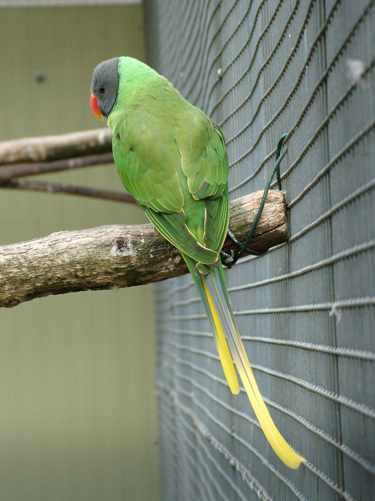 Slaty-headed Parakeet at Plantaria 14/05/09