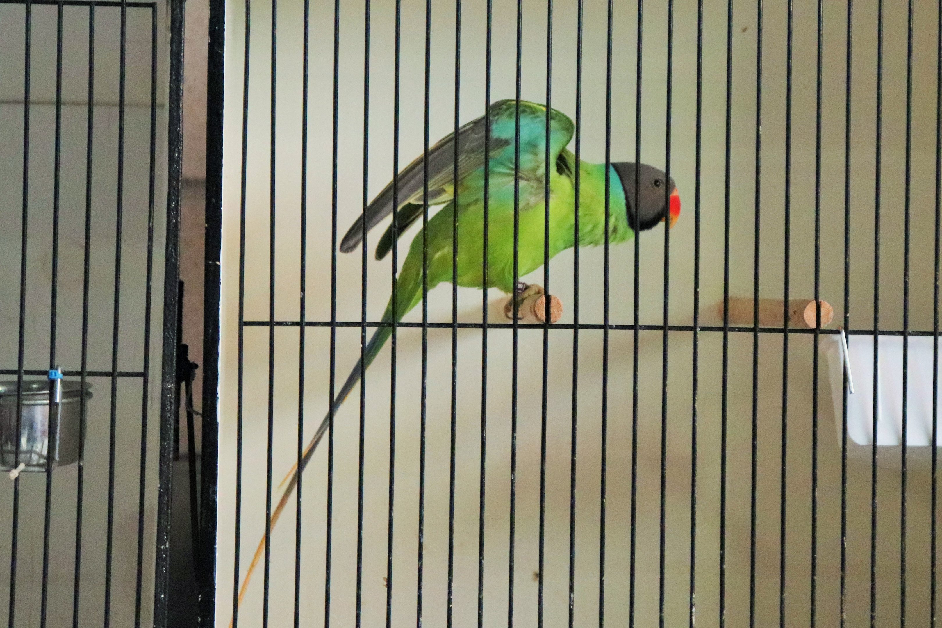 Slaty-headed Parakeet (Psittacula himalayana)