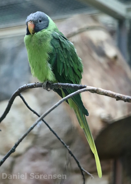 Slaty-headed parakeet (Psittacula himalayana)