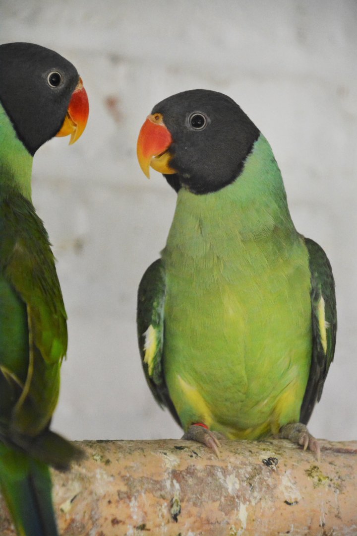 Slaty-headed parakeet (Psittacula himalayana)
