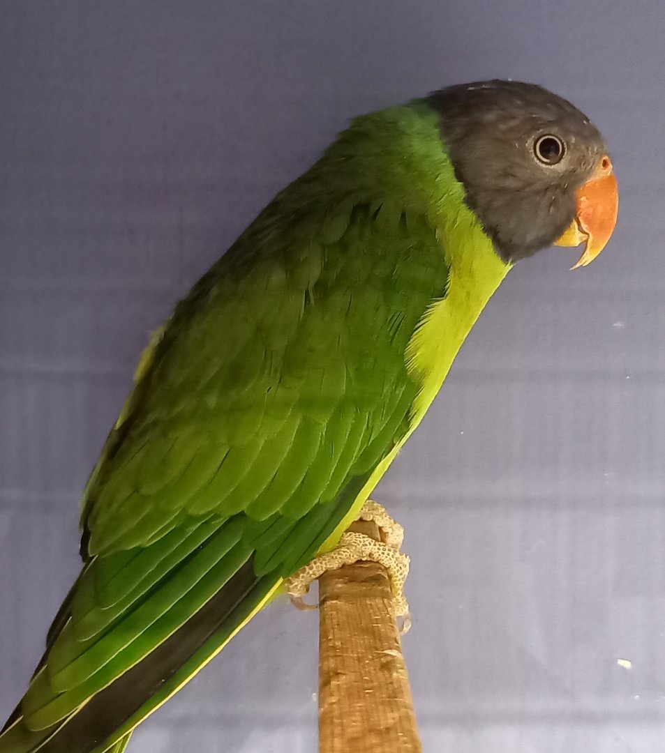 Slaty-headed parakeet - Psittacula himalayana