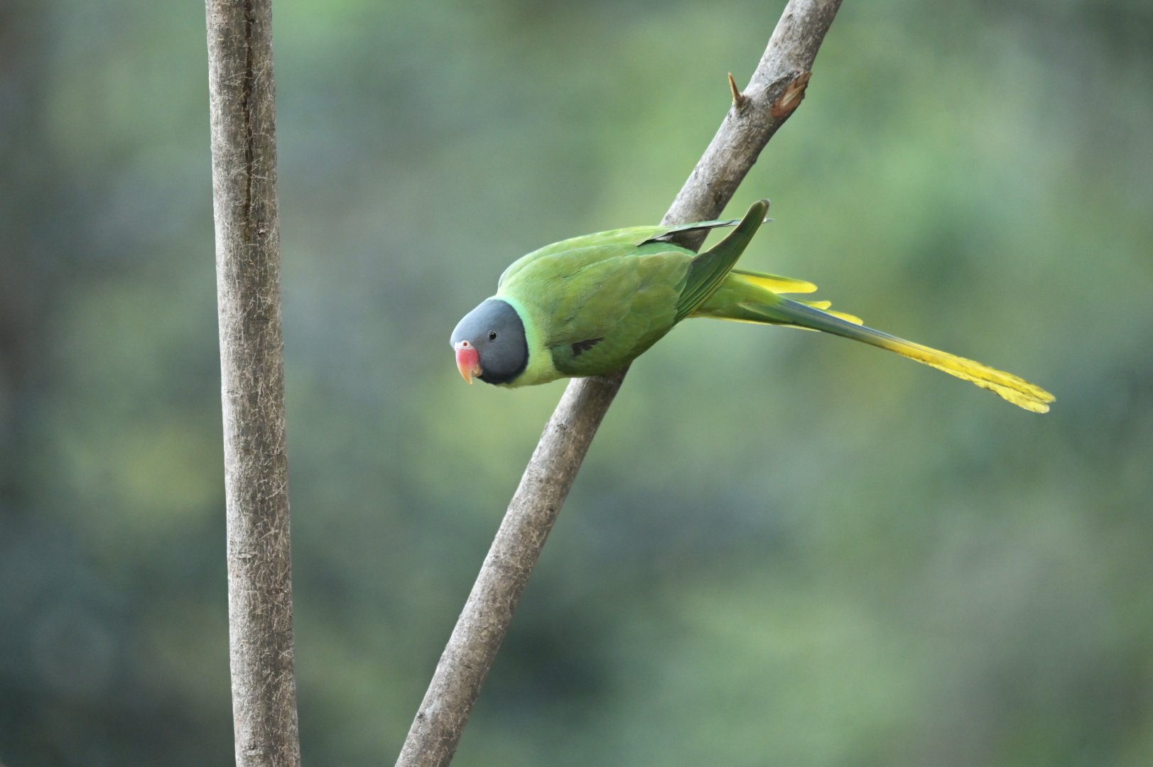 Slaty-headed Parakeet Psittacula himalayana