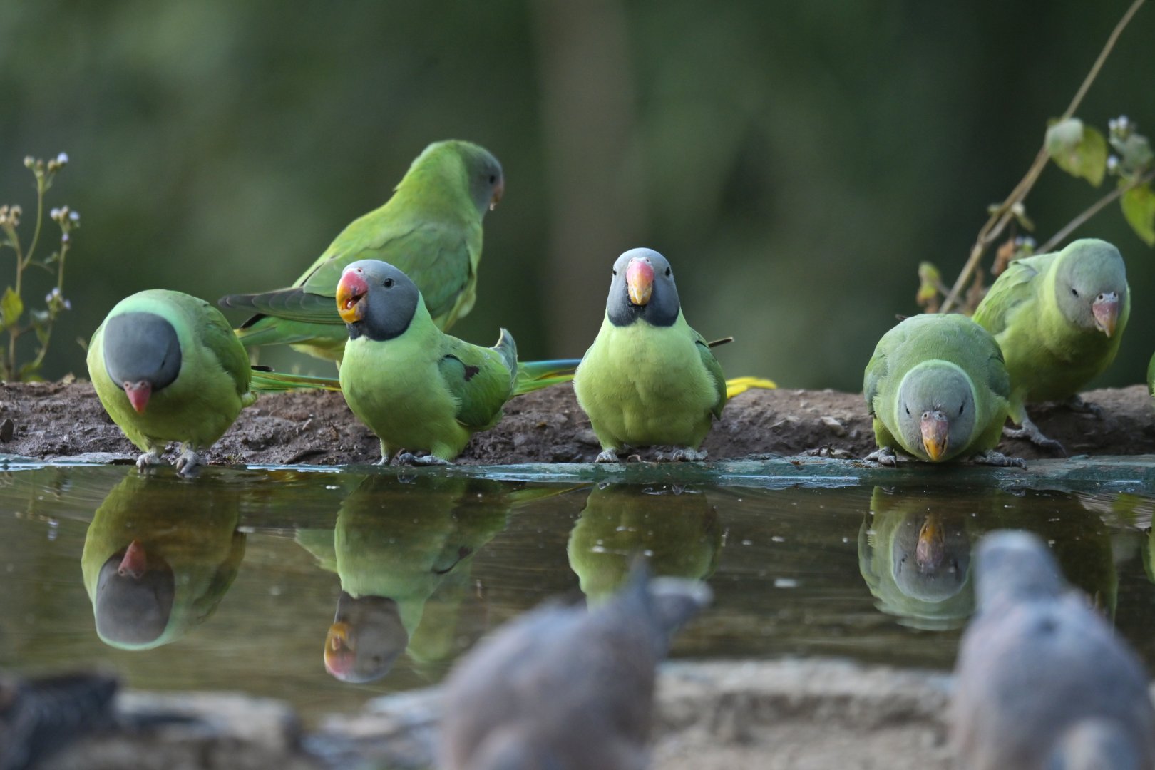 Slaty-headed Parakeet Psittacula himalayana
