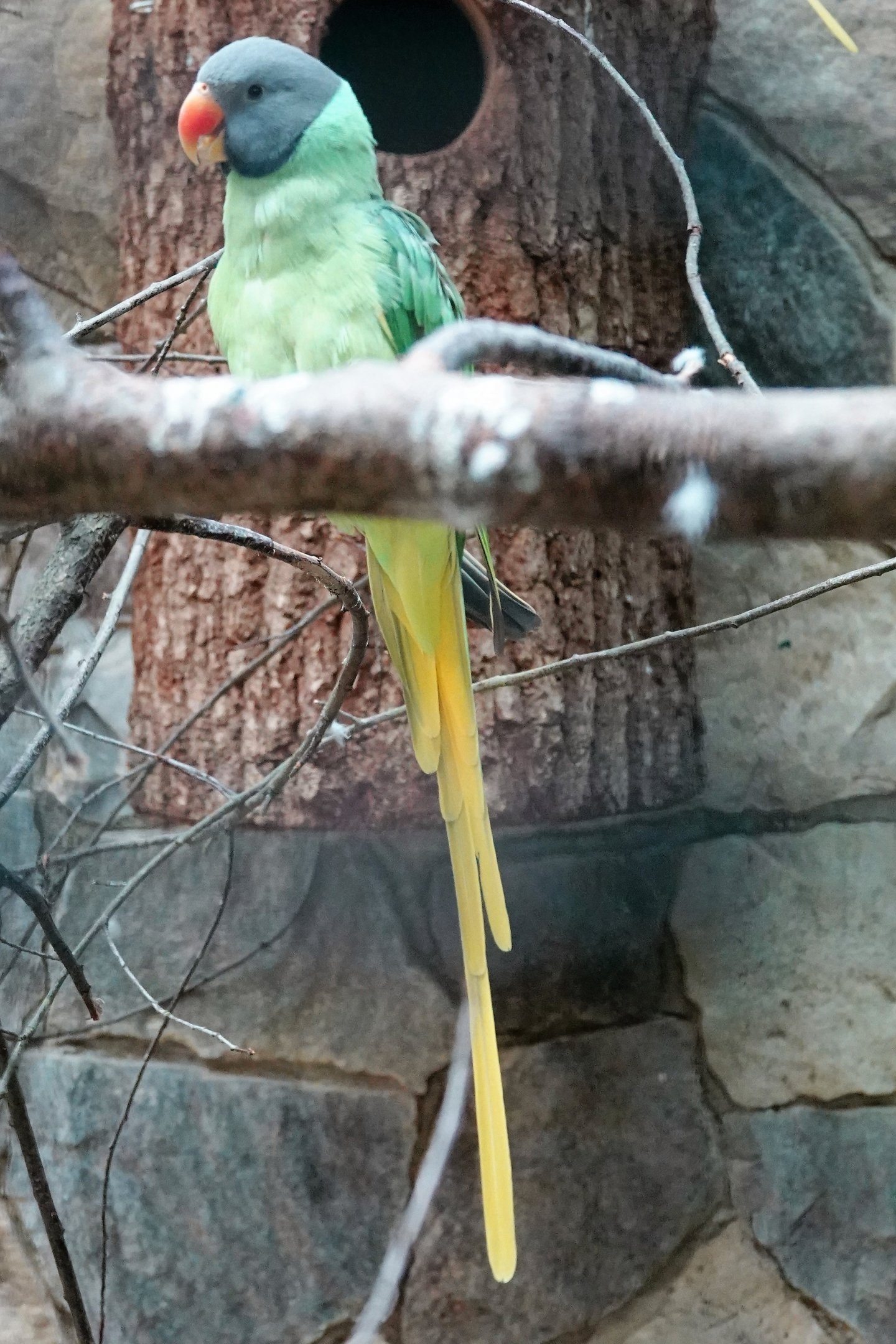 Slaty-headed parakeet