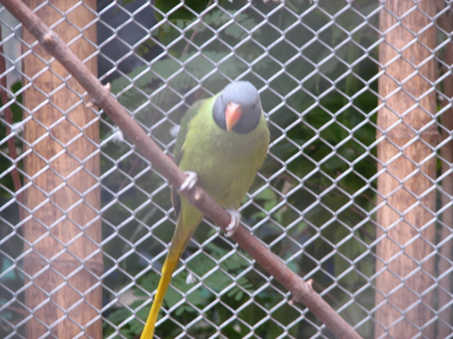 Slaty-headed parakeet
