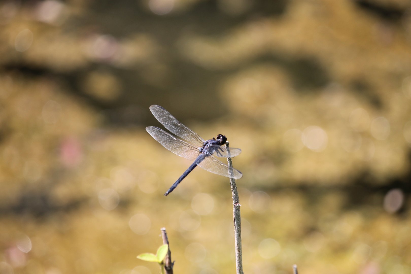 Slaty skimmer (Libellula incesta)