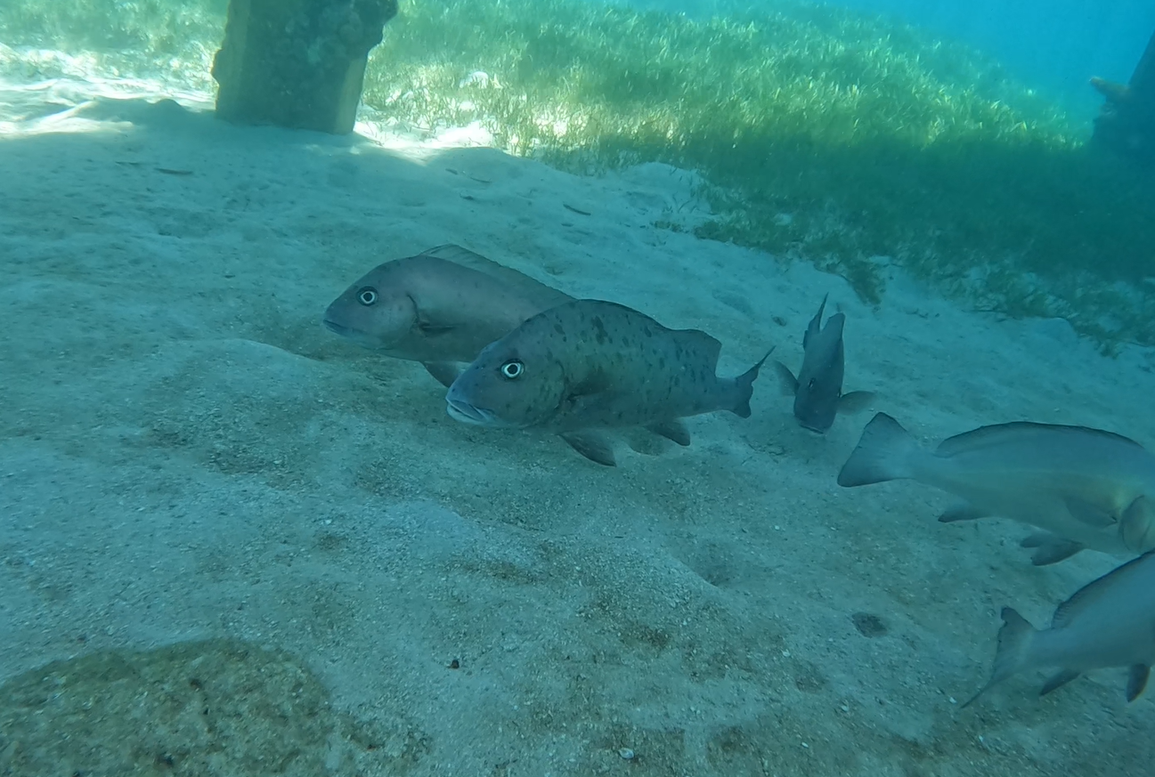 Slaty Sweetlips (Diagramma (pictum) labiosum)