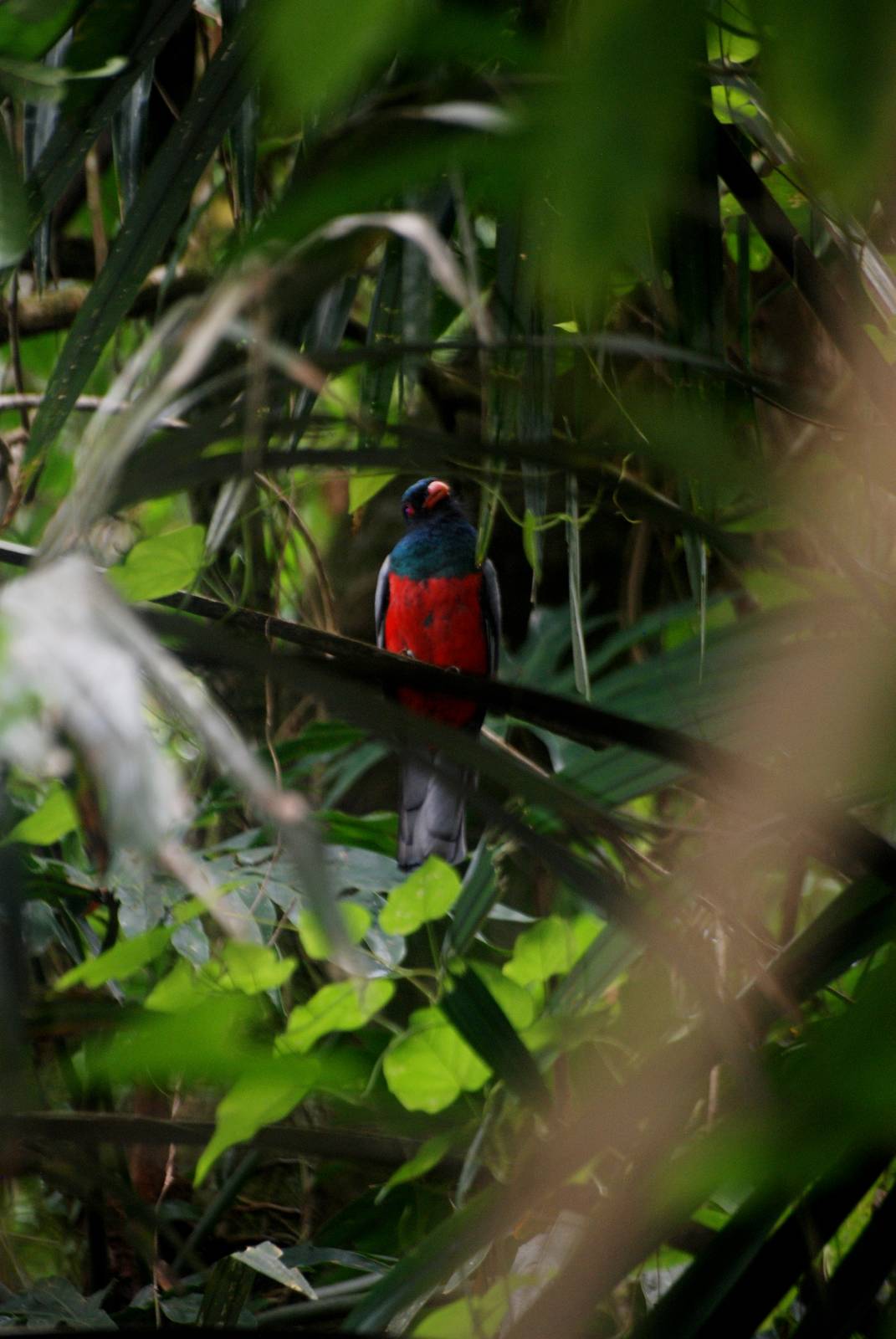 Slaty-tailed Trogon in Tortuguero, 13/04/14