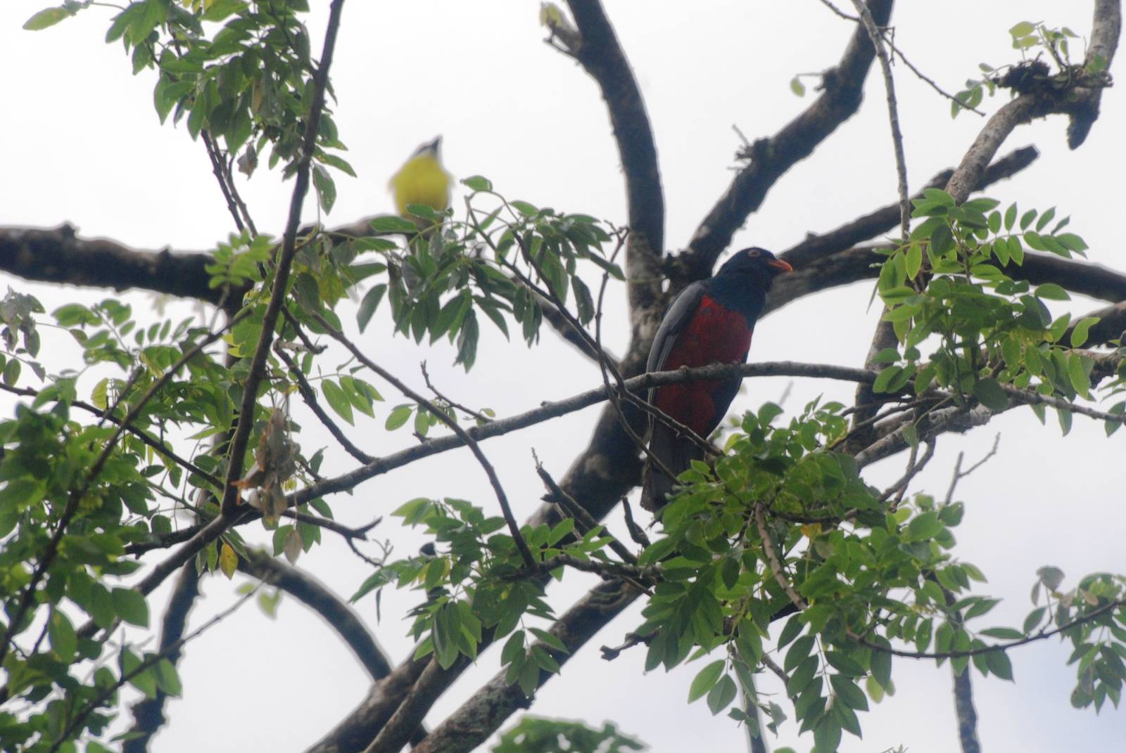 Slaty-tailed Trogon in Tortuguero, 14/04/14