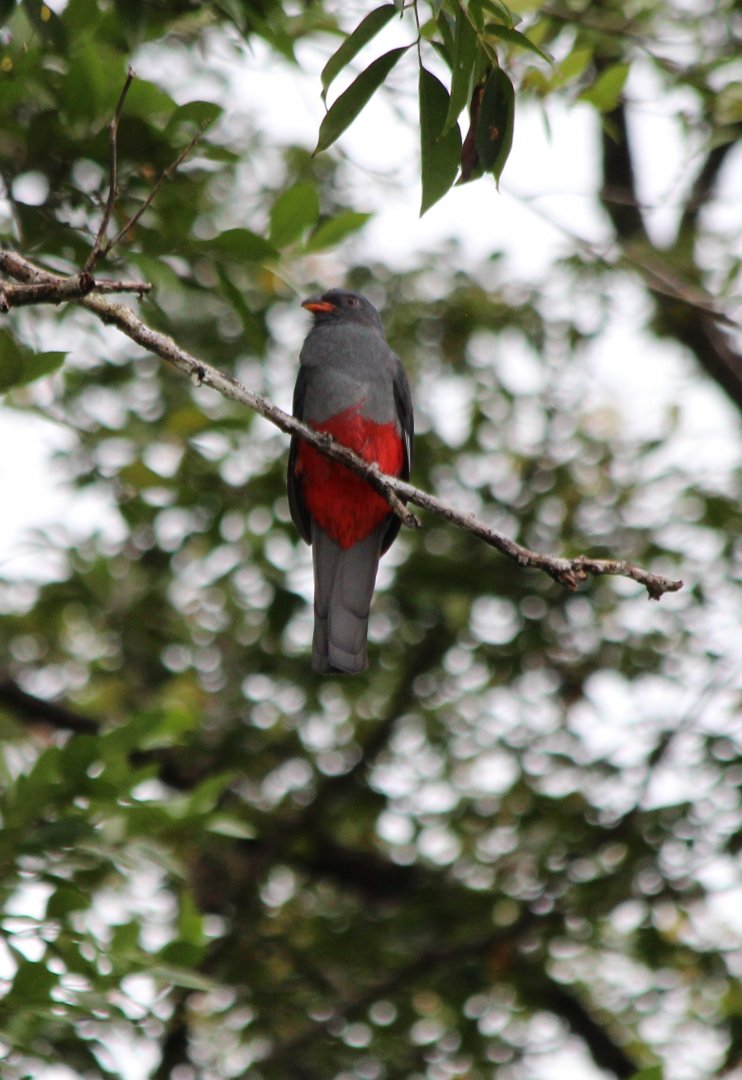 Slaty-tailed Trogon - Mar 2019