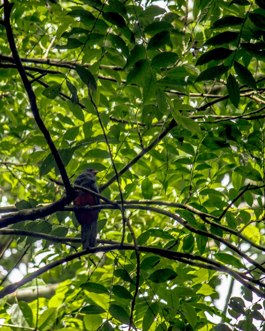 Slaty-tailed trogon, Trogon massena