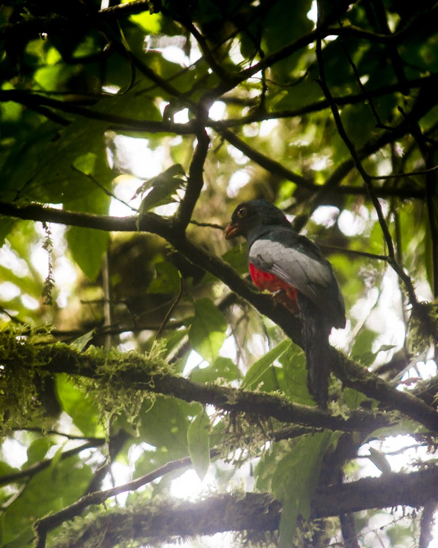 Slaty-tailed trogon, Trogon massena