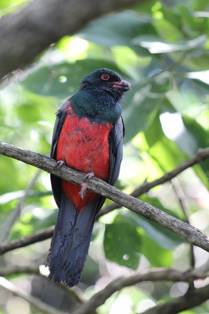 Slaty-tailed Trogon