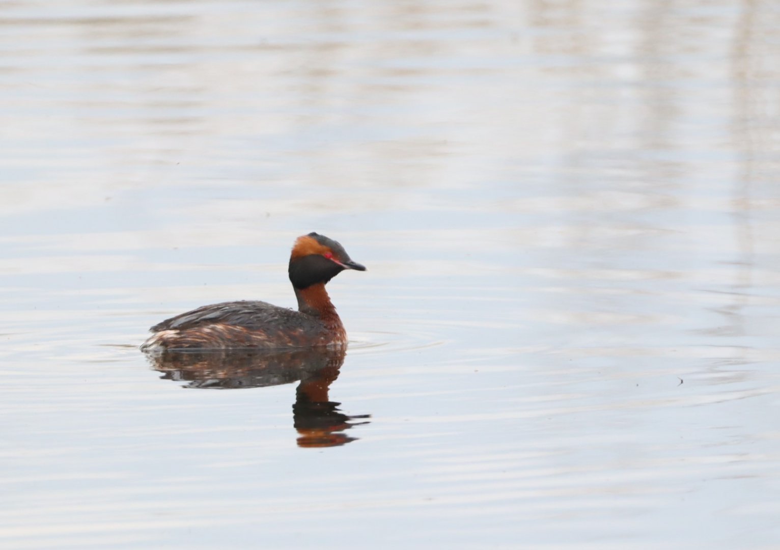 Slavonian Grebe @ RSPB St Aidan's