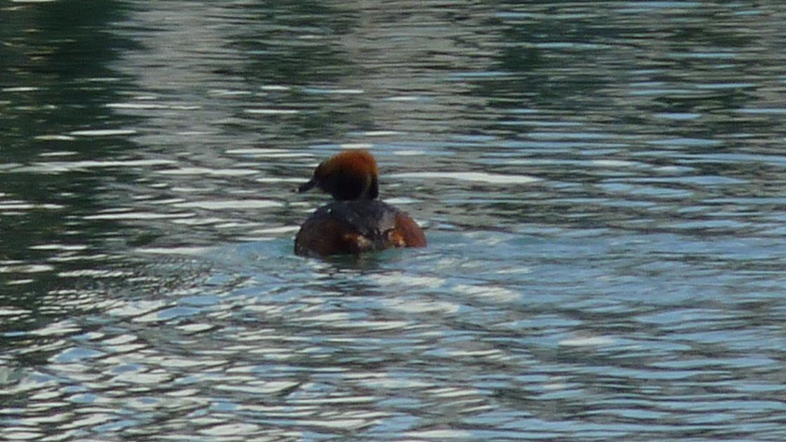 Slavonian Grebe