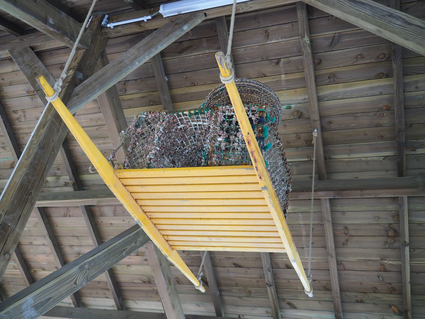 Sled and crab or lobster traps as theming above bear viewing area, 2019-10-04