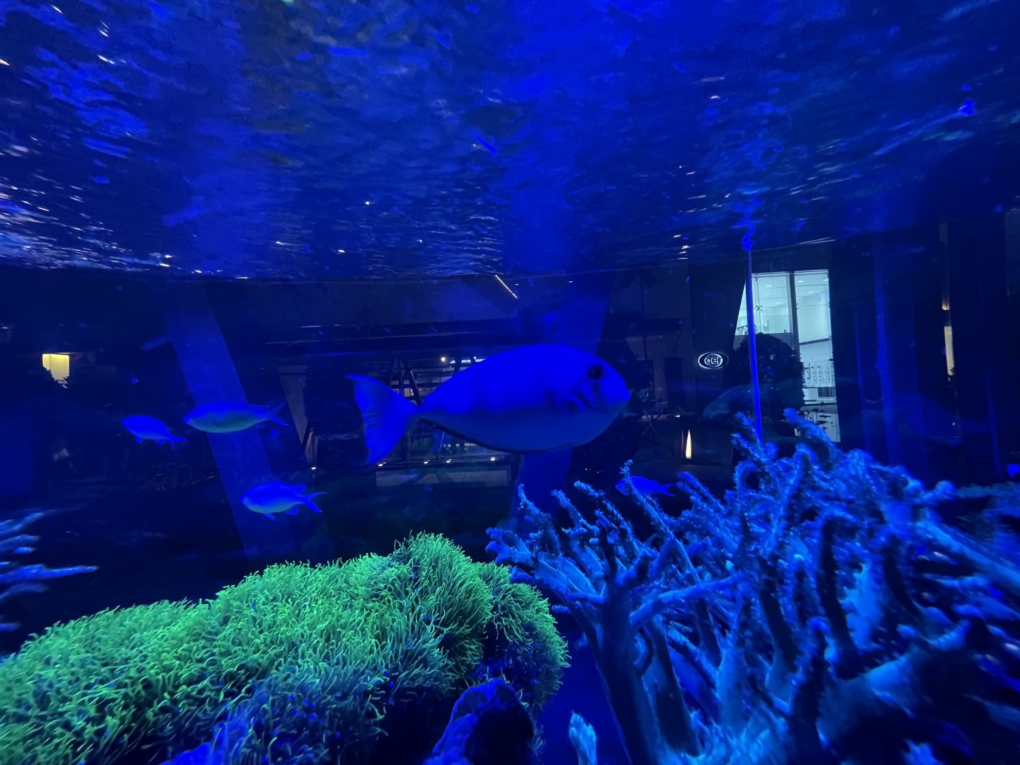 sleek unicornfish (naso hexacanthus)