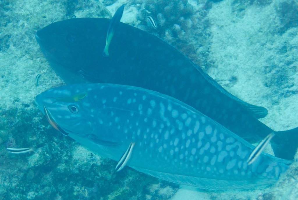 Sleek Unicornfish (Naso hexacanthus)