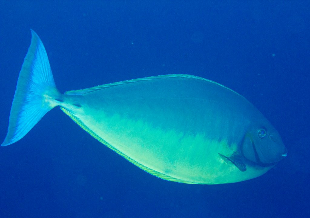 Sleek Unicornfish (Naso hexacanthus)